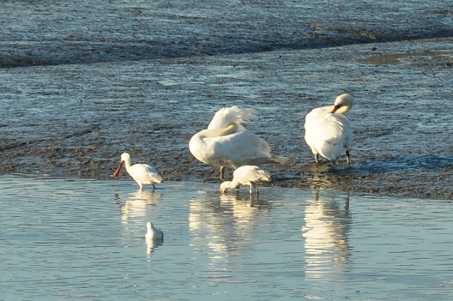 30 12 14_0127_edited-1.jpg - SWANS AND SPOONBILLS - DWT WALK - HOLES BAY, POOLE HARBOUR DORSET - 30.12.14